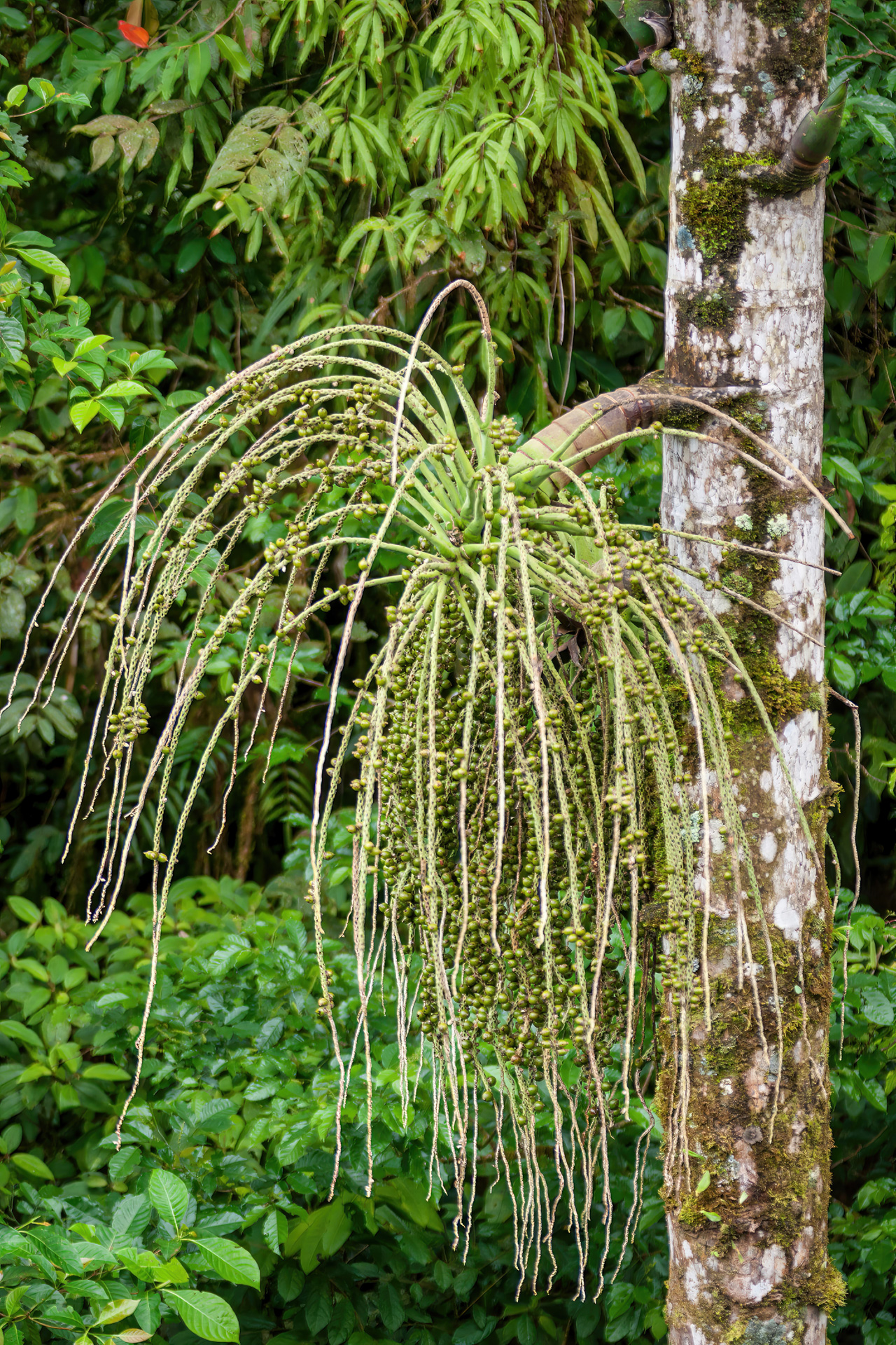 Fruchtstand einer Stelzenpalme